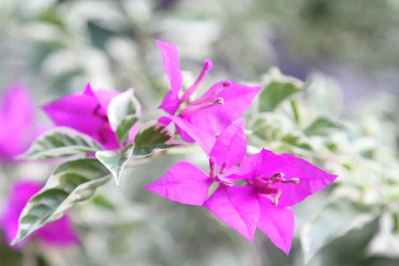 Nature House Homestay Ho Chi Minh City