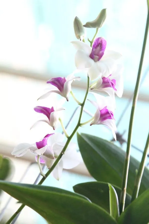 Nature House Homestay Cidade de Ho Chi Minh